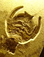 Cycleryon propinquus SCHLOTHEIM